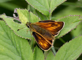 Ochlodes venata 2752 001a small - Learn Butterflies